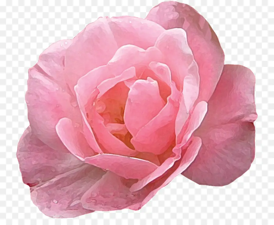 Moderne Roses，Les Roses De Jardin PNG