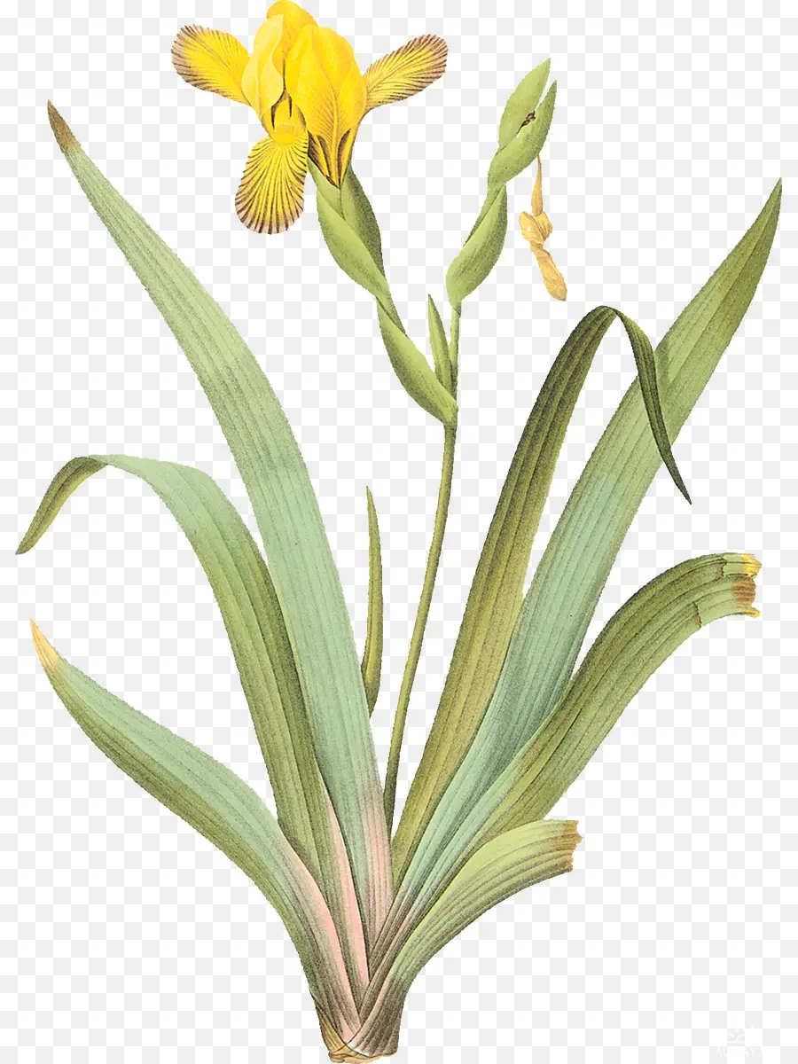 Iris Pseudacorus，Iris Pâle PNG