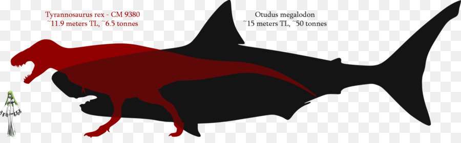 Requin，Mégalodon PNG