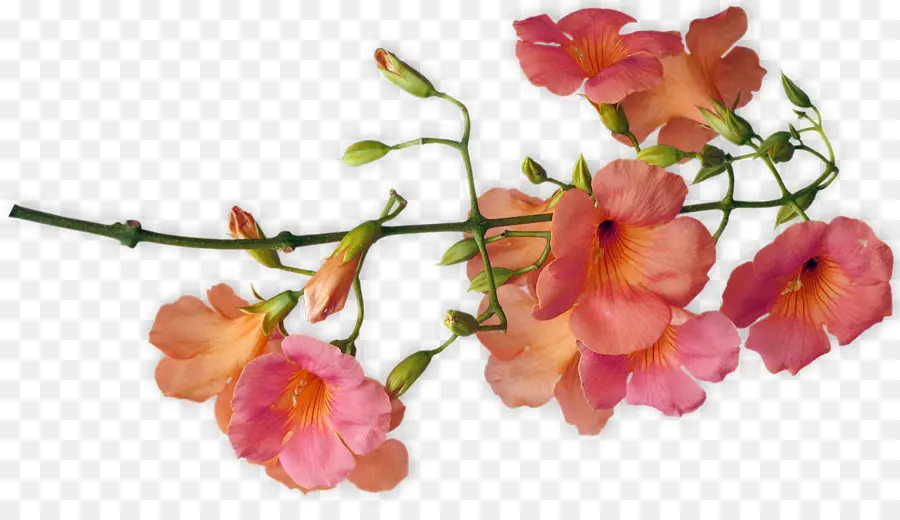 Fleurs Roses，Bifurquer PNG