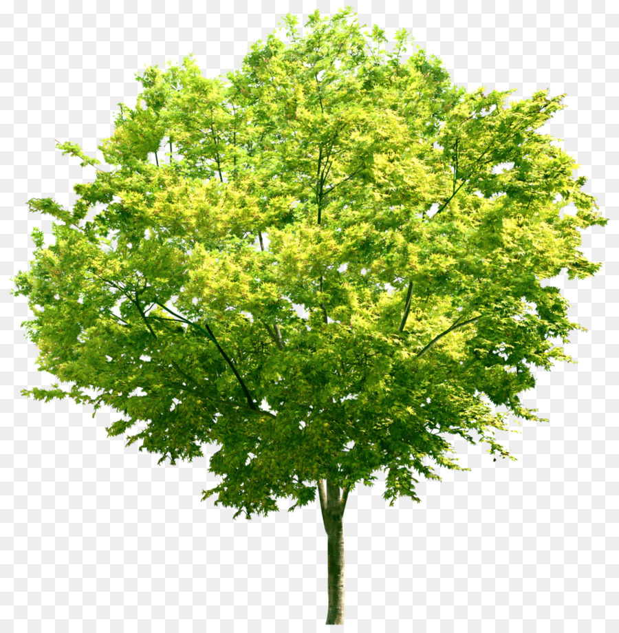 Arbre Vert，Feuilles PNG