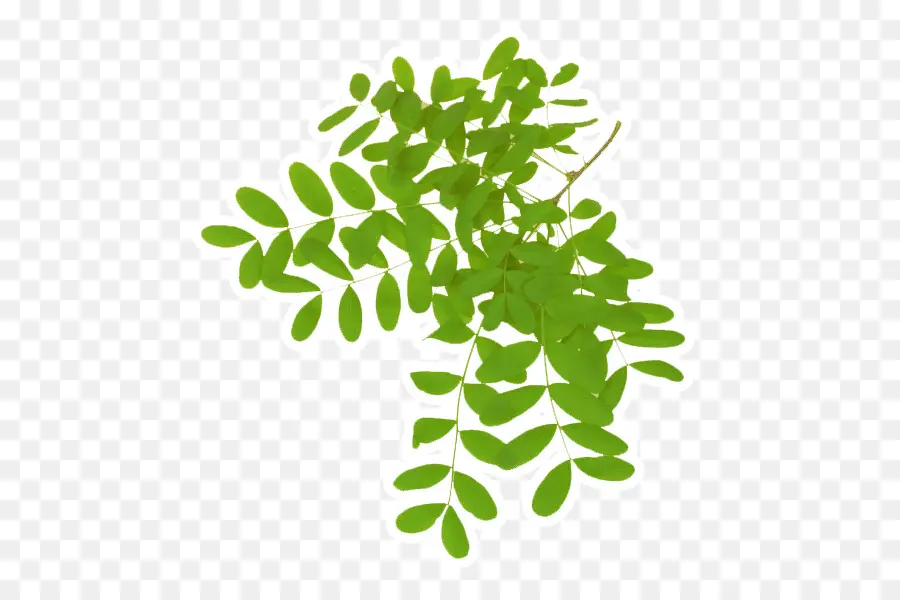 Feuille，Acacia PNG