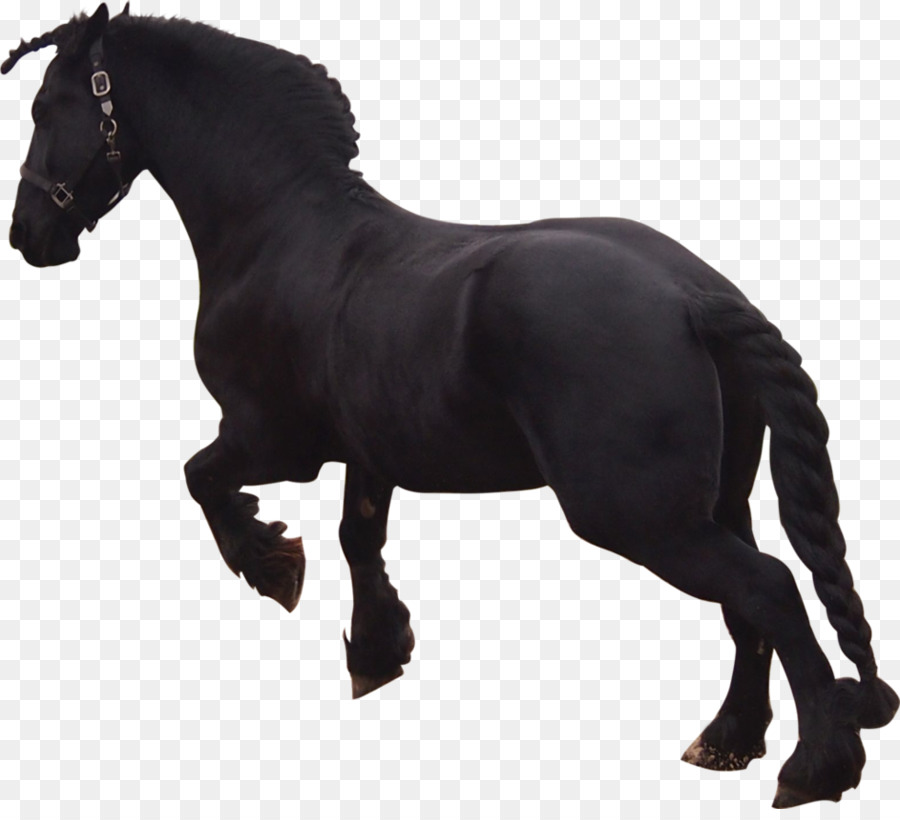 Cheval Noir，Équin PNG