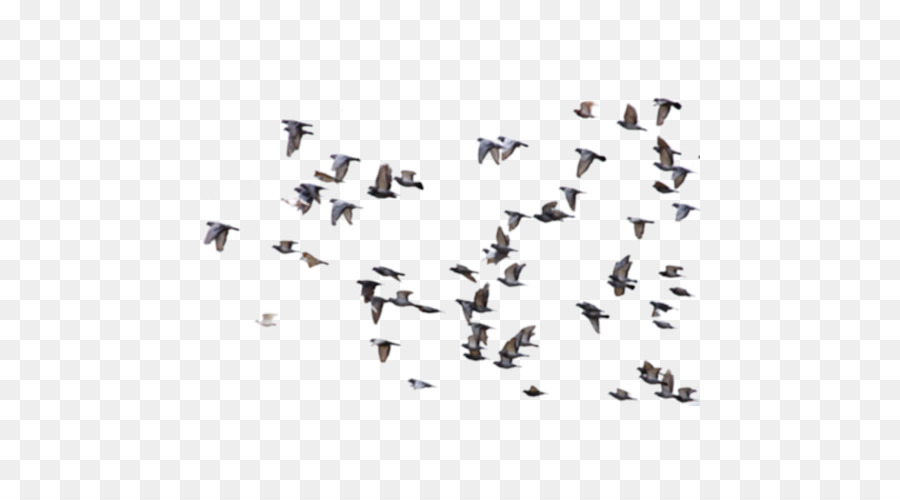 Oiseaux，Troupeau PNG