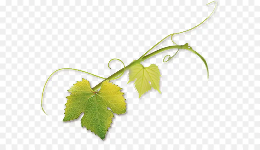 Vigne，Feuilles PNG