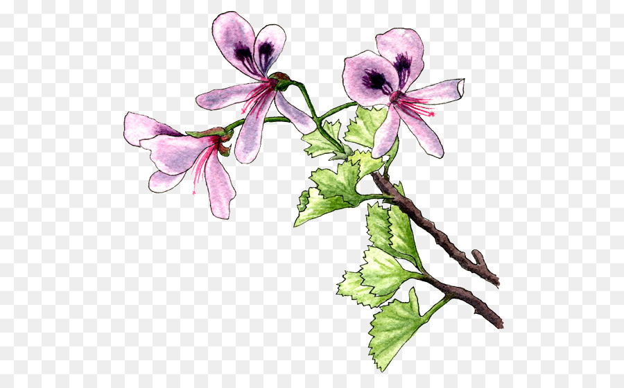 Plante，Fleur PNG