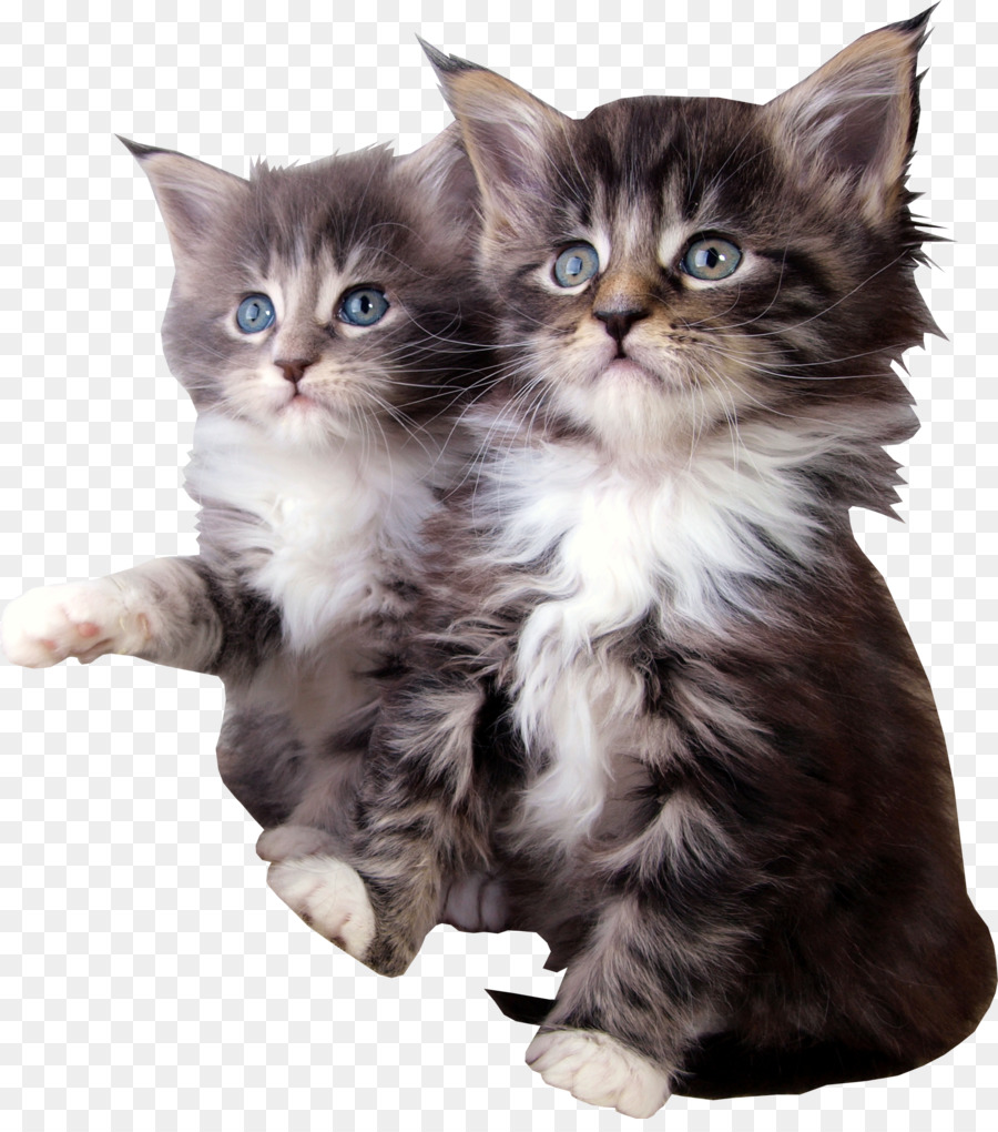 Le Maine Coon Chaton Chat De Nain Png Le Maine Coon Chaton Chat De Nain Transparentes Png Gratuit