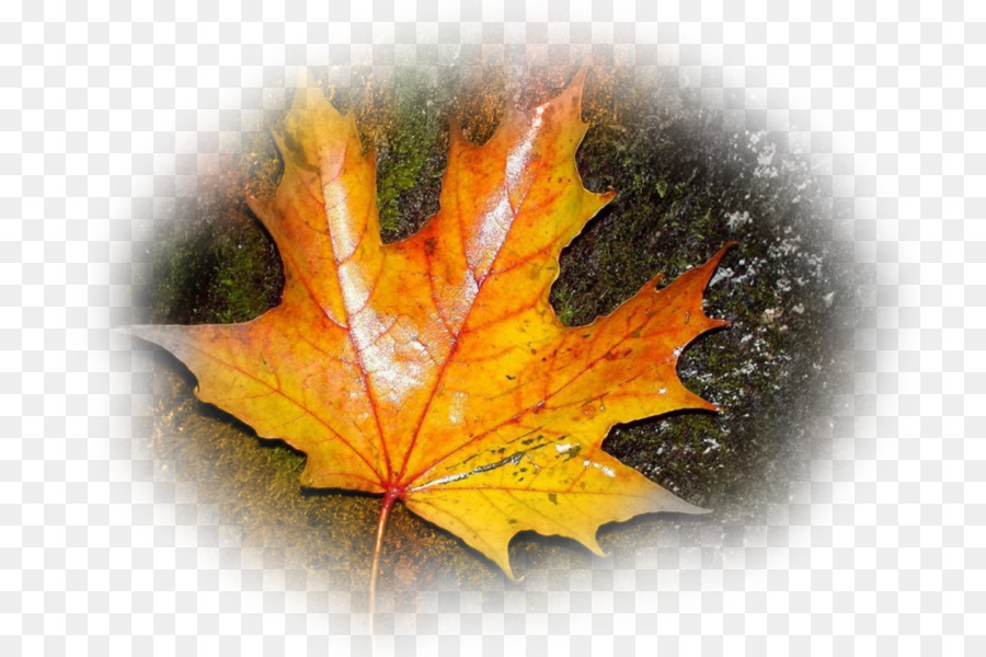 Feuille D'automne，Feuille PNG