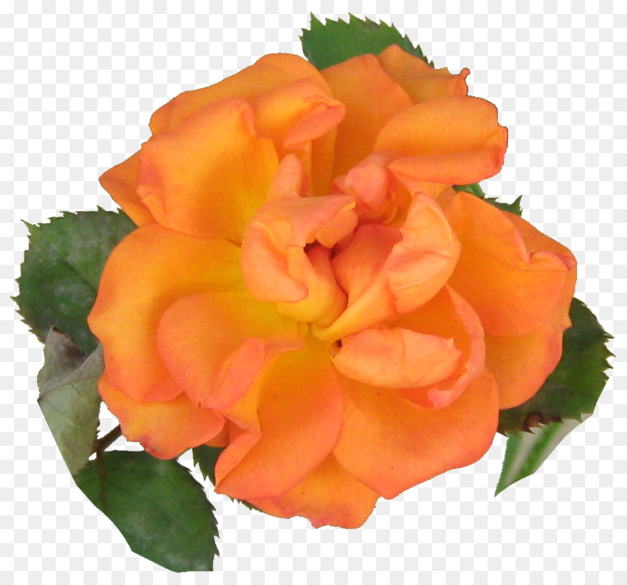 Rose Orange，Pétales PNG