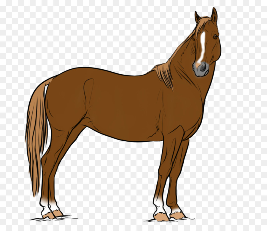 Cheval，équidé PNG