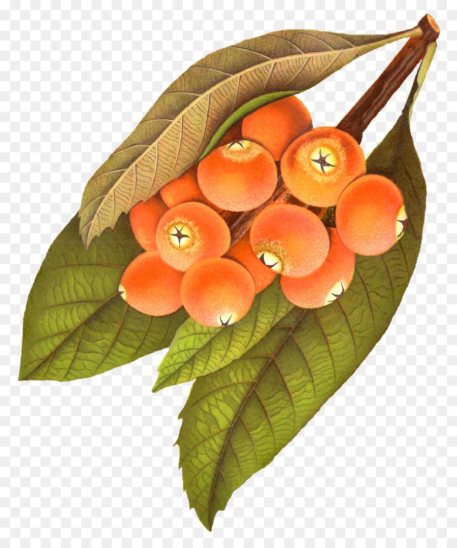 Berry，Fruits PNG