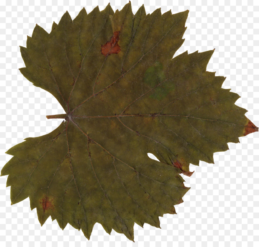 Feuille，Automne PNG