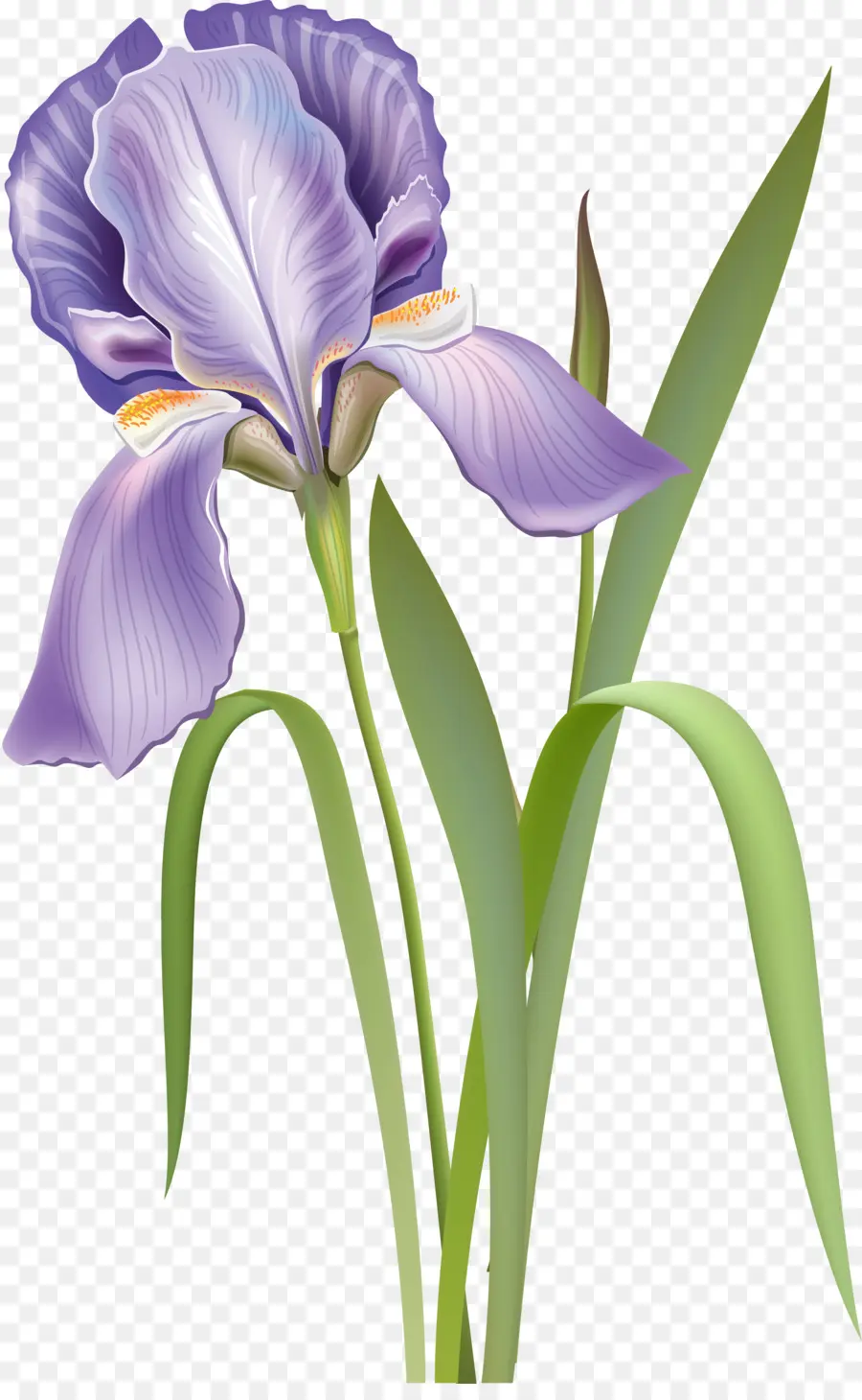 Fleur，Iris Versicolor PNG