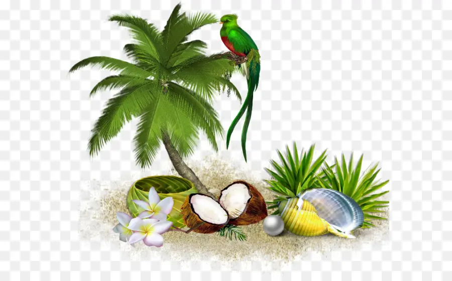 Arbre，La Noix De Coco PNG