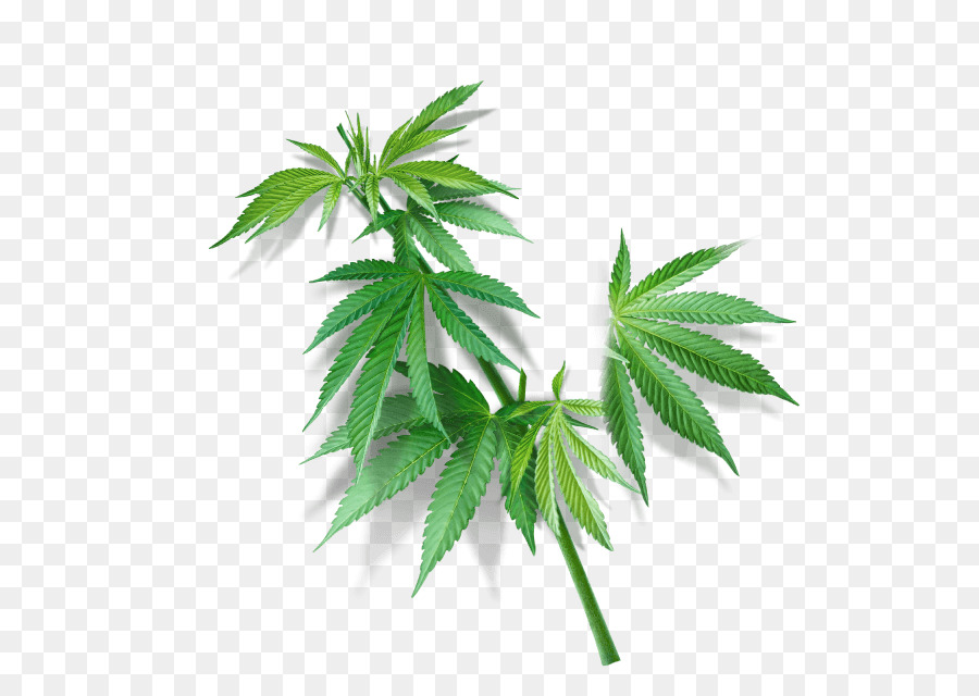 Feuille De Cannabis，Marijuana PNG