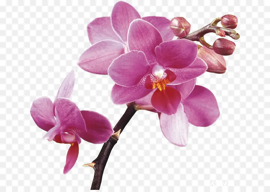 Les Orchidées，Le Papier Peint Du Bureau PNG