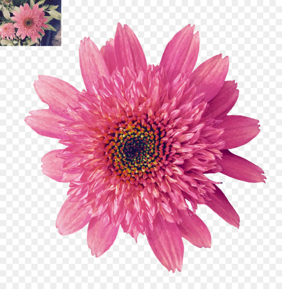 Fleur，Floraison PNG