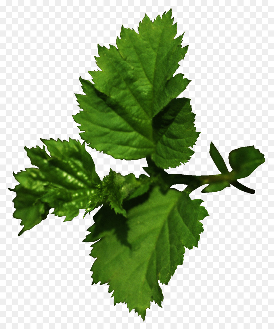 Feuilles Vertes，Herbes PNG