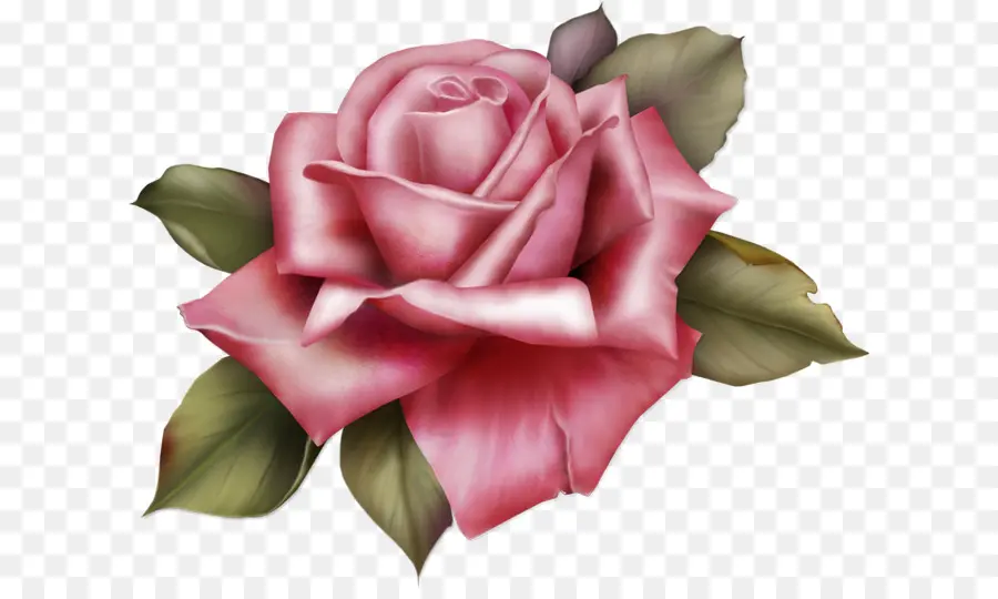 Rose，Floraison PNG