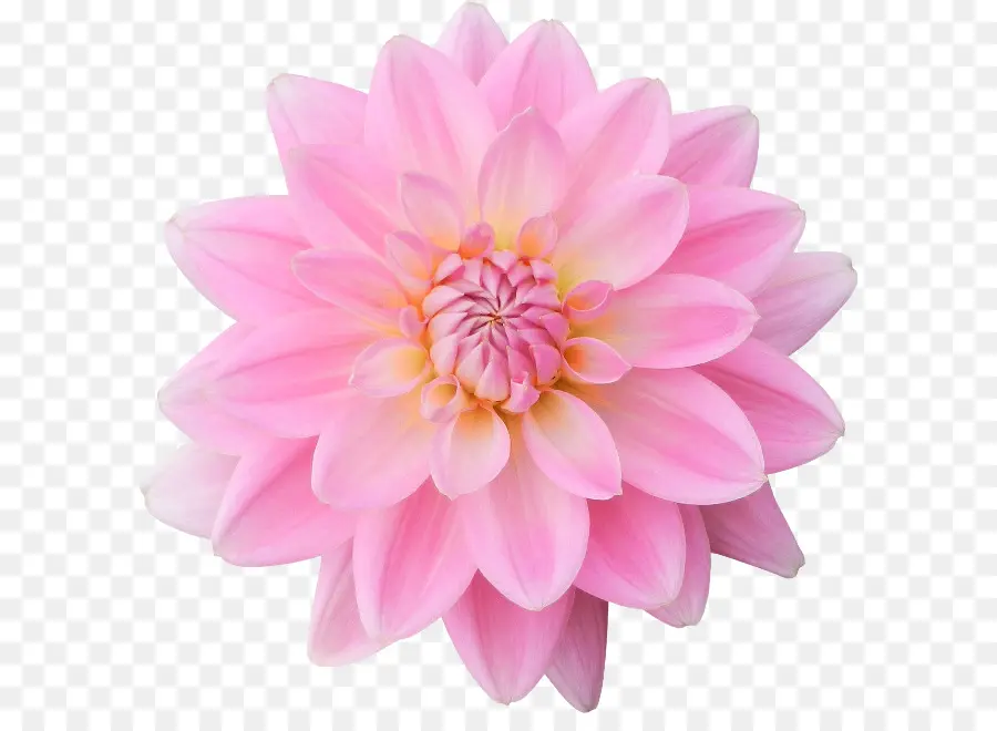 Fleur，Dahlia PNG