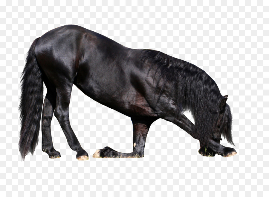 Cheval Noir，équidé PNG