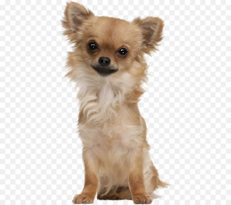 Petit Chien Mignon，Animal De Compagnie PNG