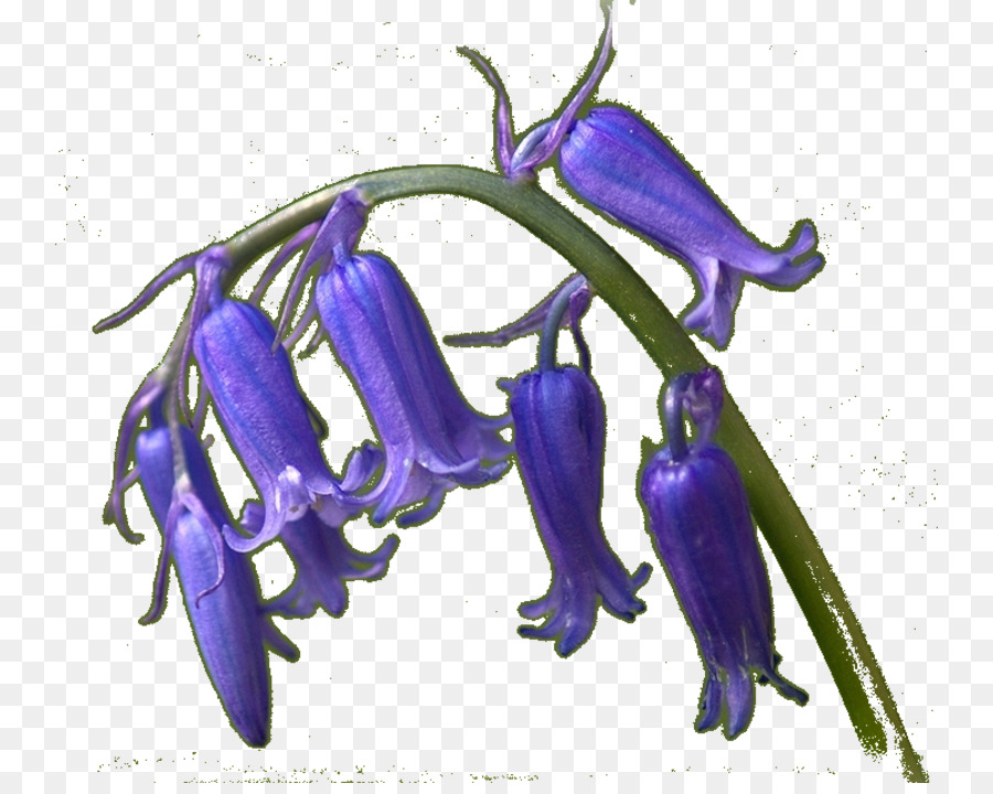 La Lavande，Campanule PNG