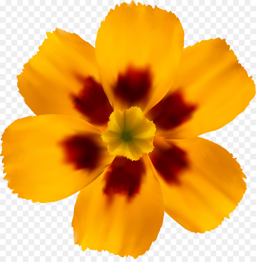 Fleurs Jaunes，Fleurir PNG