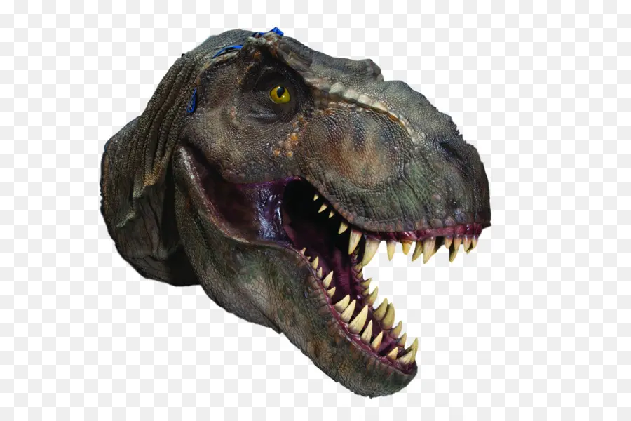 T Rex，Dents PNG