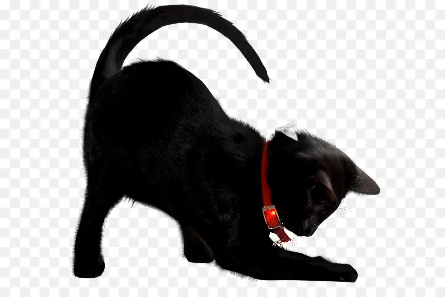 Chat Noir，Animal De Compagnie PNG