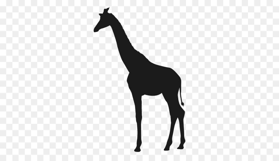 Girafe，Couleur PNG