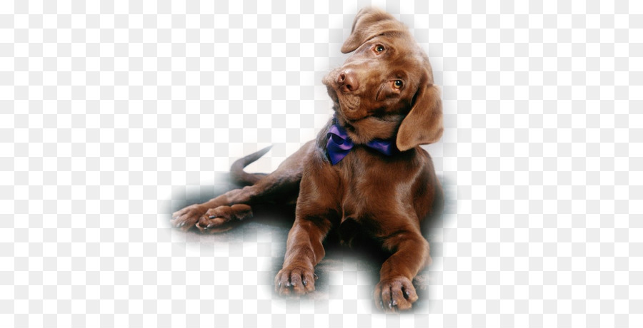 Chien Brun，Chiot PNG