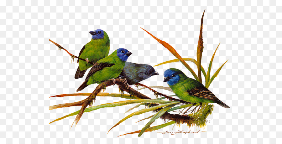 Oiseaux Verts，Bifurquer PNG