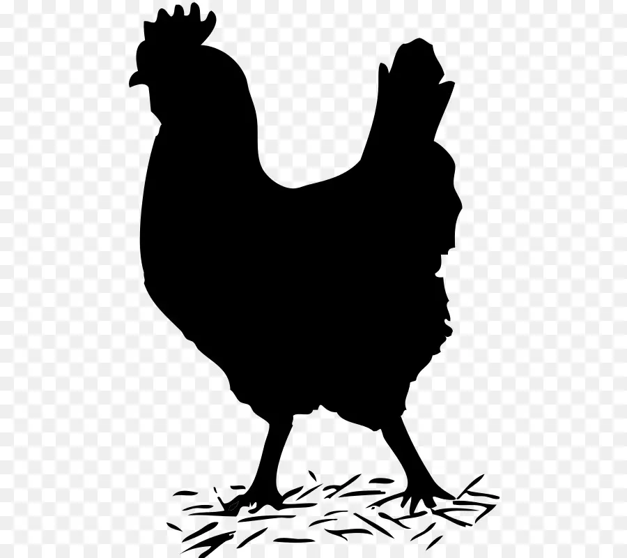 Poulet，Poule PNG