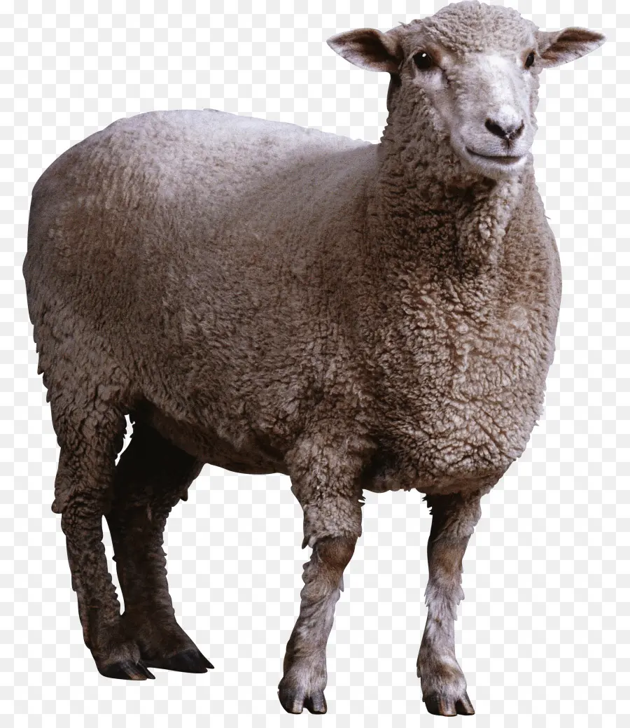 Mouton，Chèvre PNG