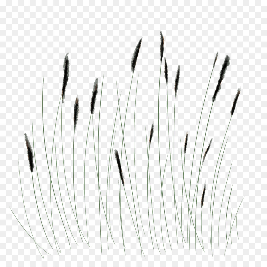 Herbe，Plantes PNG