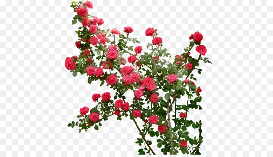 Roses Rouges，Floraison PNG