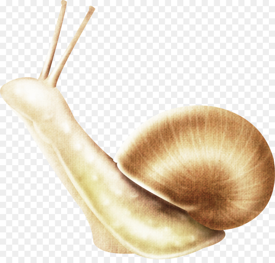 Escargot，Les Insectes PNG