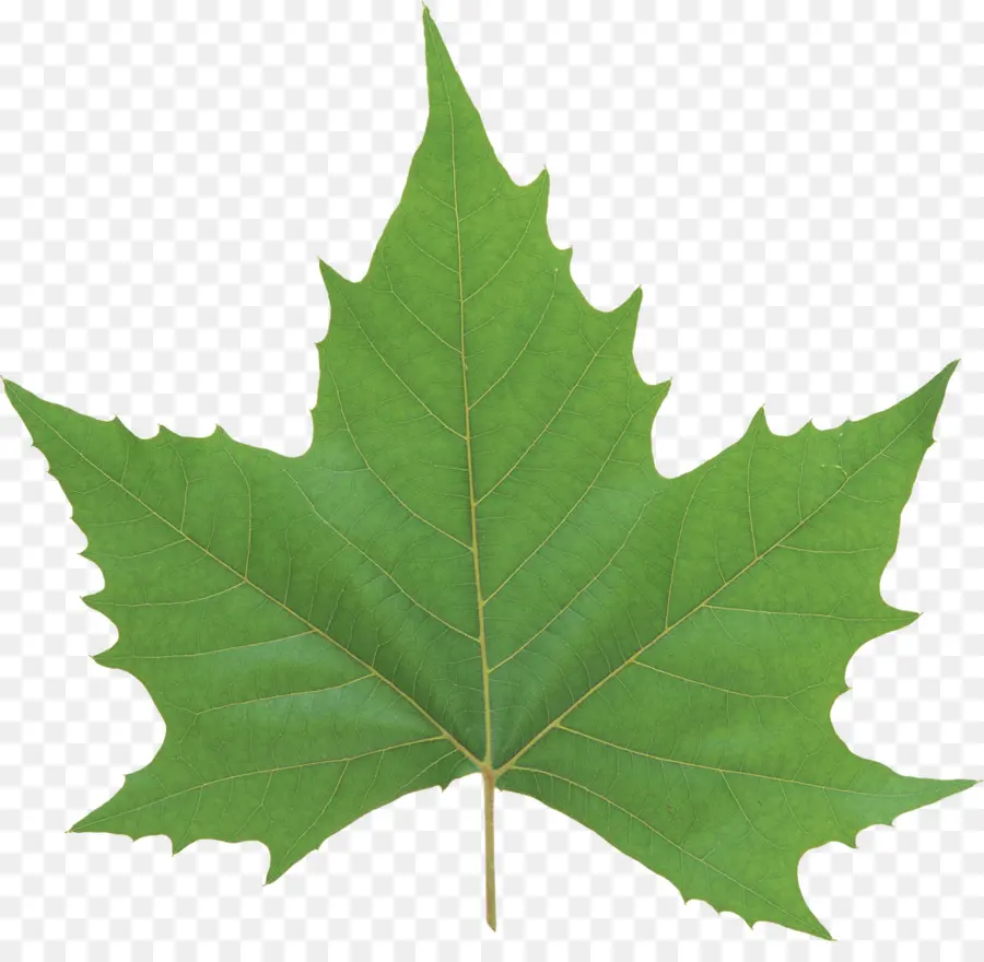 Feuille，Regardez Les Feuilles PNG