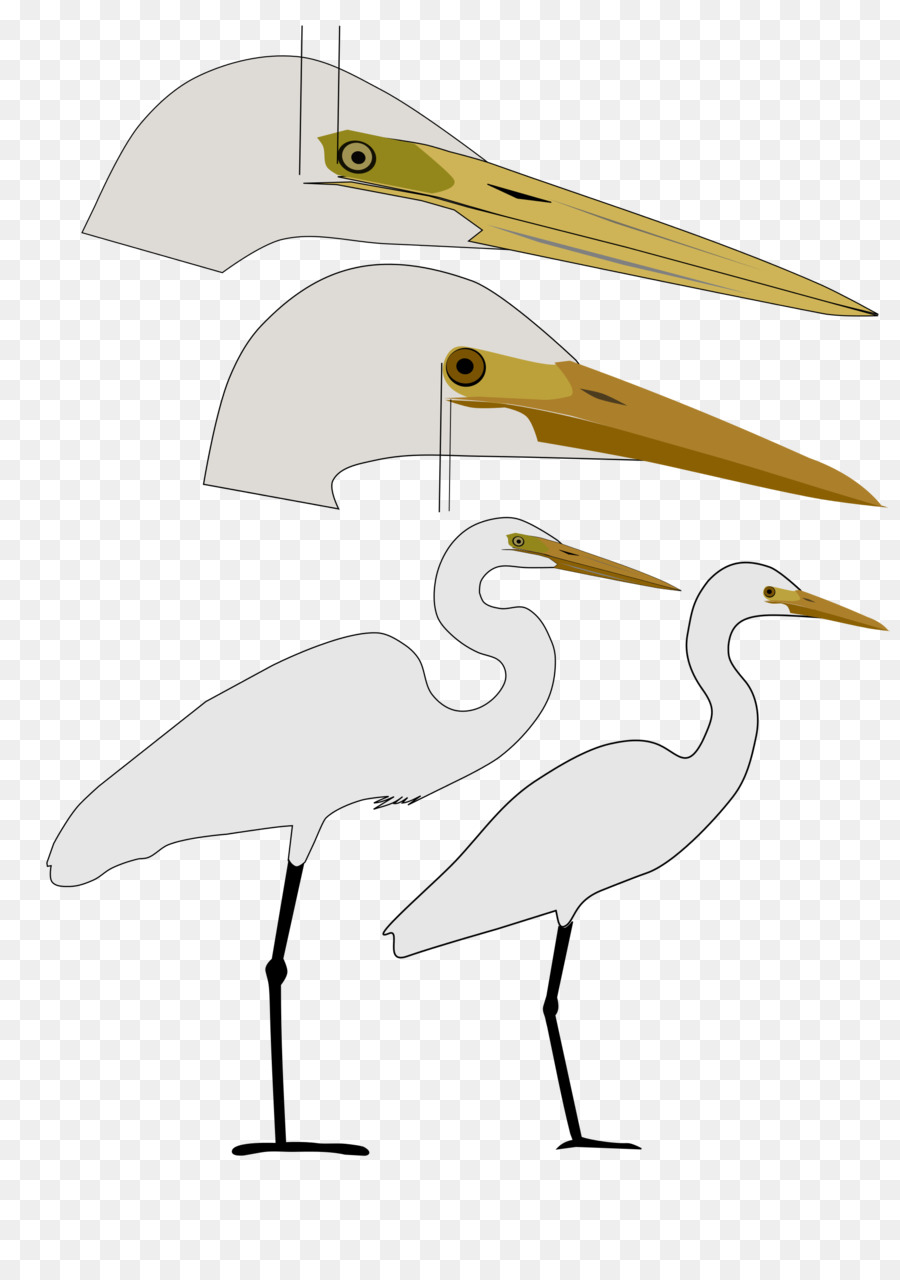 Oiseau，Aigrette PNG