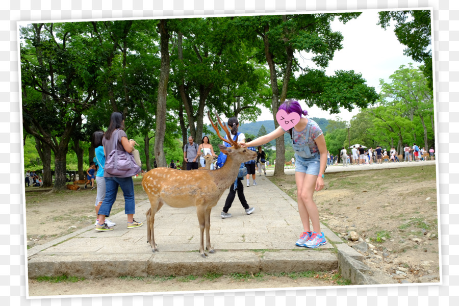 Japon，Voyage PNG