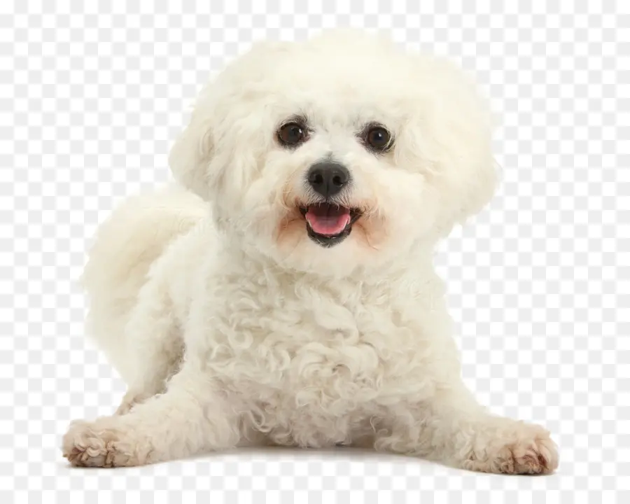 Chiot Blanc，Chien PNG