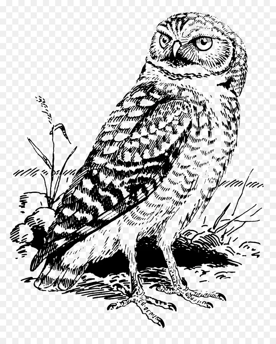 Hibou，Oiseau PNG