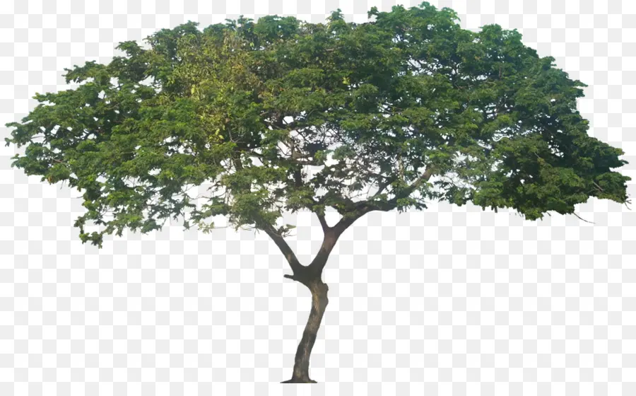 Raintree，Arbre PNG