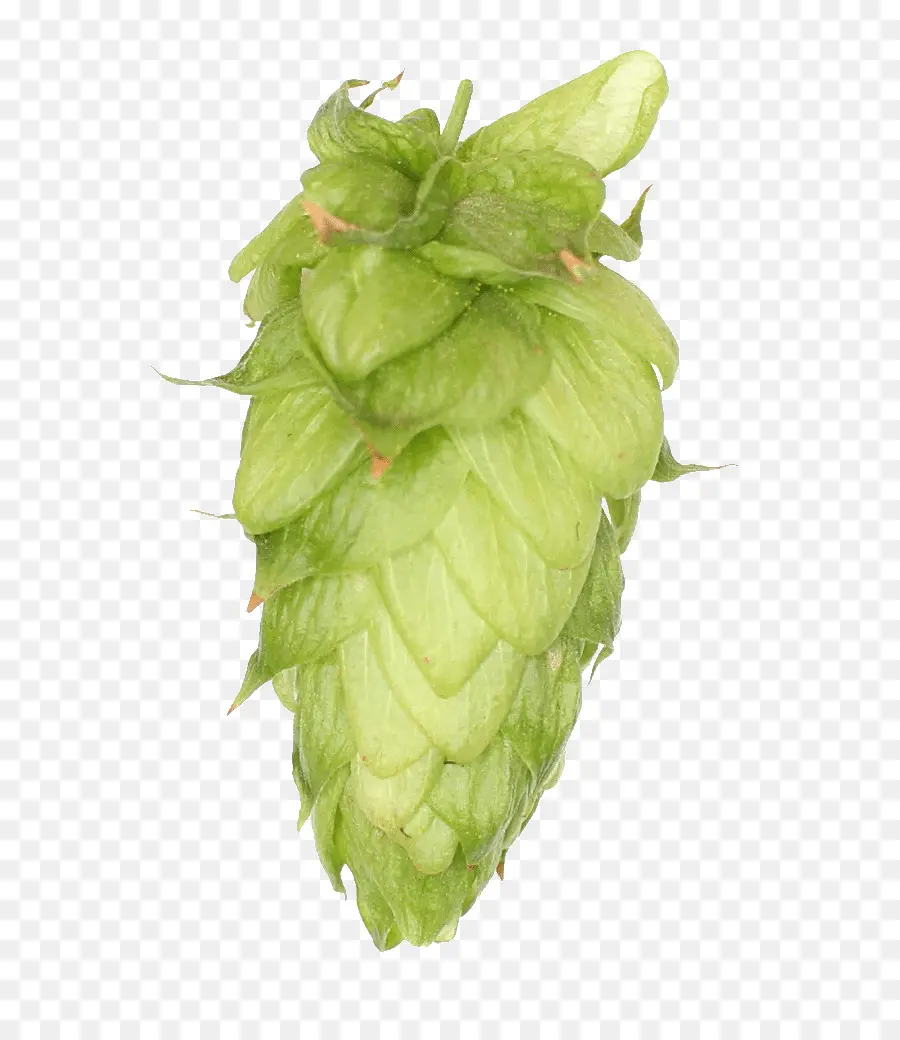 Cône De Houblon，Vert PNG