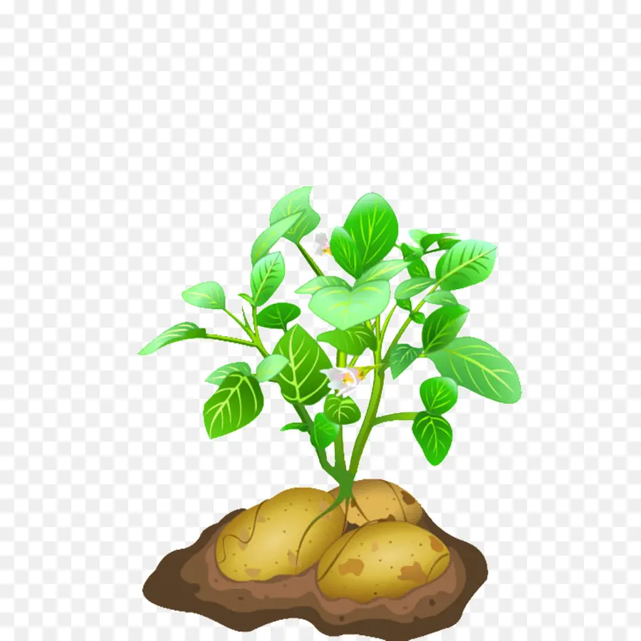 Plant De Pomme De Terre，Légume PNG