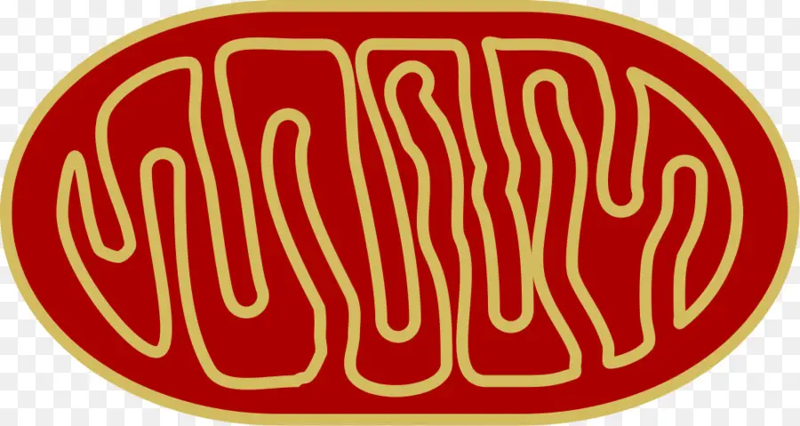 Mitochondrie，Cellule PNG