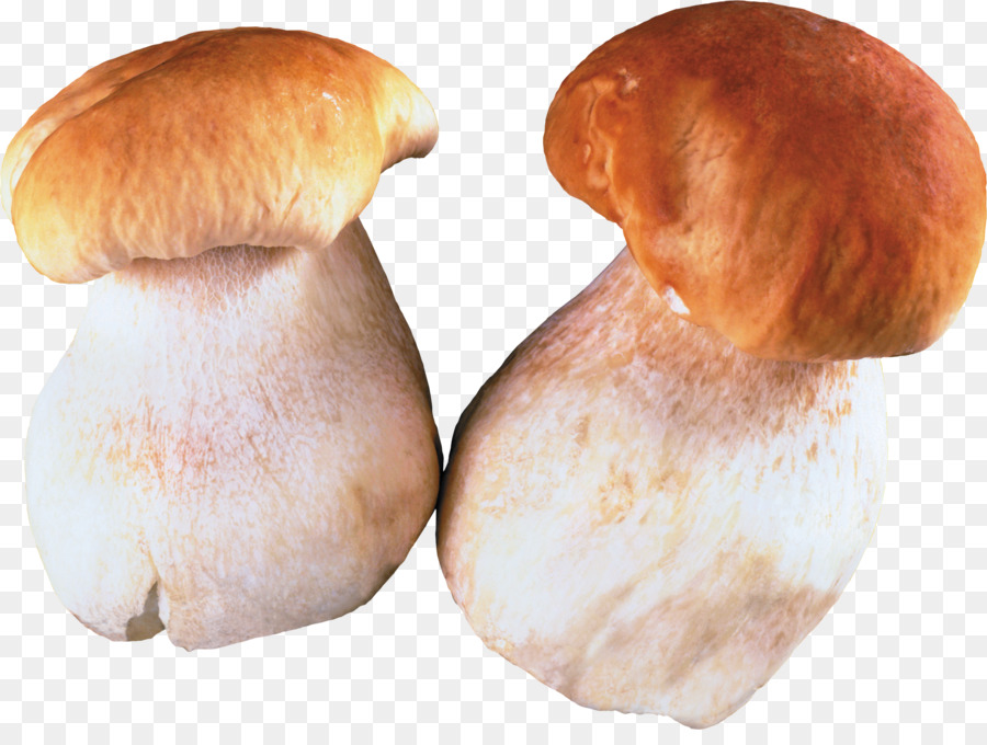 Champignons，Brun PNG