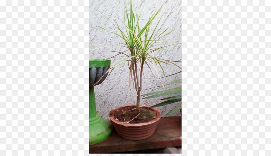 Plante D Intérieur，Flowerpot PNG