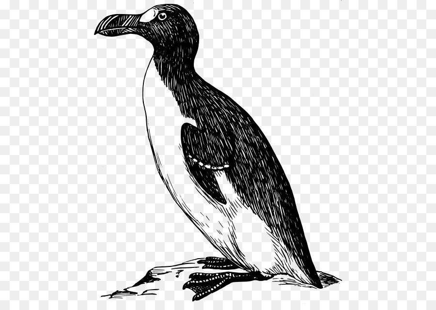 Grand Pingouin，Pingouin PNG